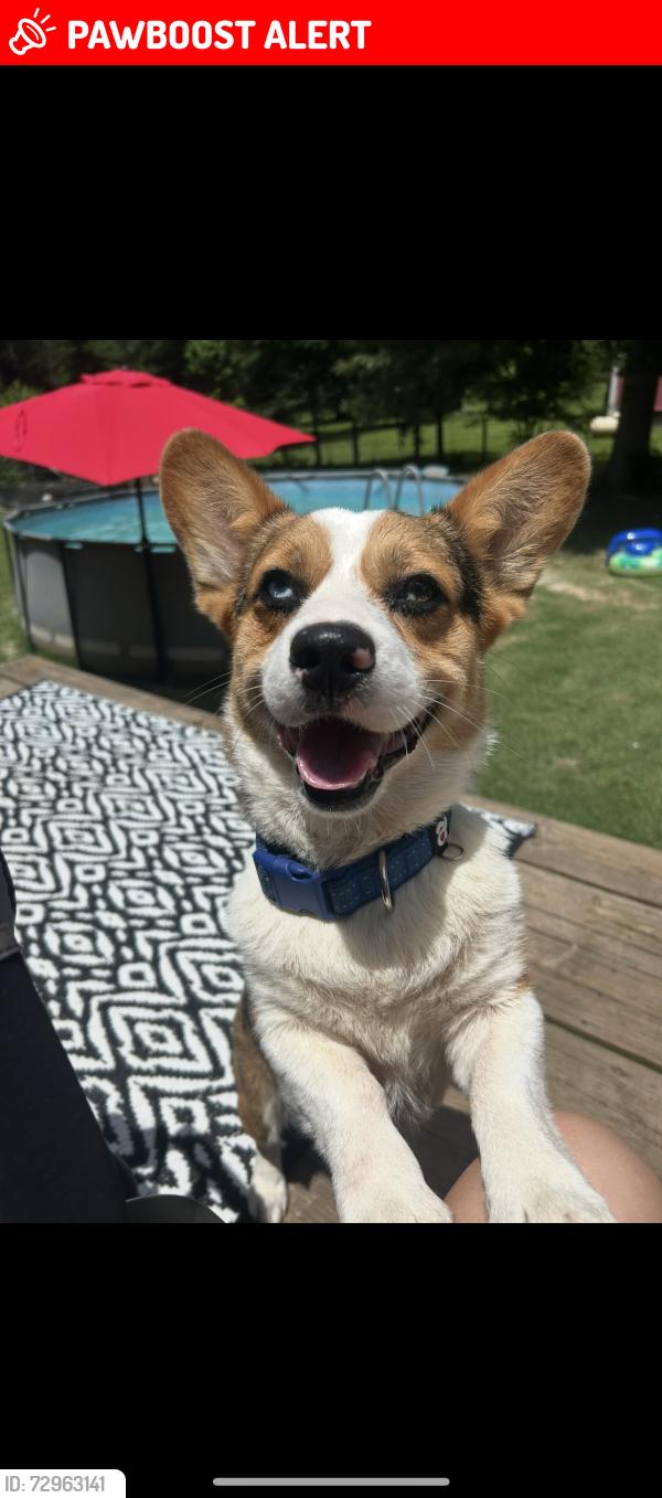 Lost Male Dog last seen Near , San Jacinto County, TX 77378