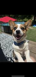 Lost Male Dog last seen Near , San Jacinto County, TX 77378