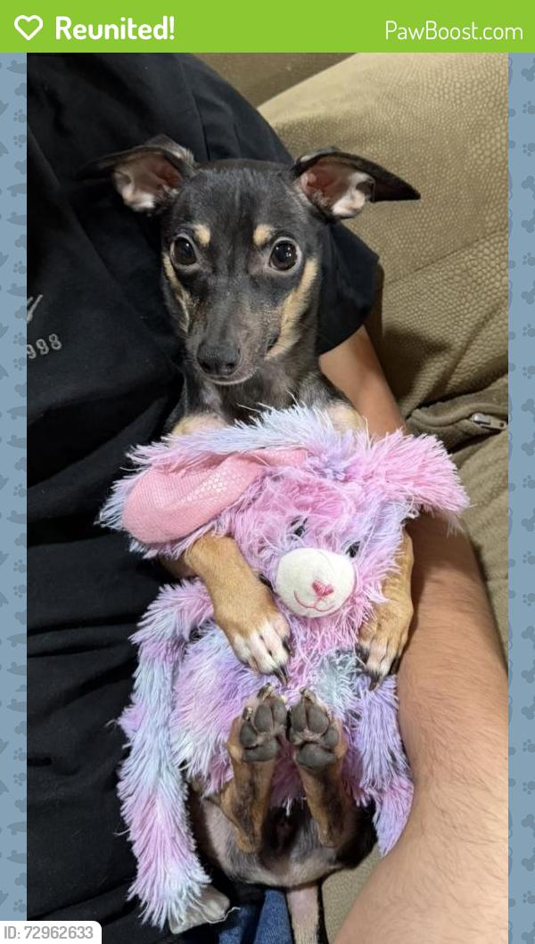 Reunited Male Dog last seen New York and Mayfield 76014 , Arlington, TX 76014