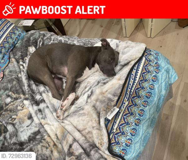 Lost Male Dog last seen Not sure just moved here, Cherokee County, NC 28906