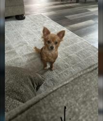 Lost Female Dog last seen Neighborhood, Arlington, TX 76014