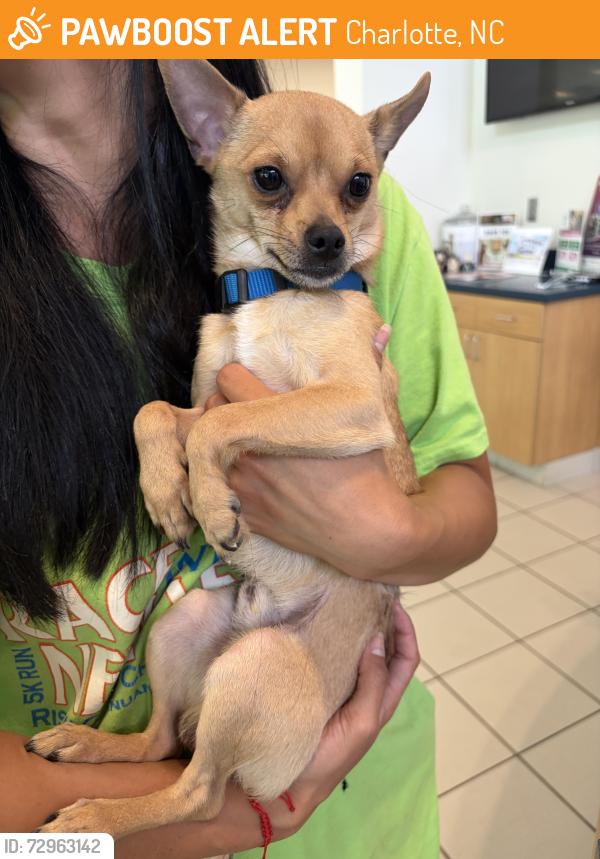 Found/Stray Male Dog last seen Bossy Beluah’s South End / CMD Automotive , Charlotte, NC 28203