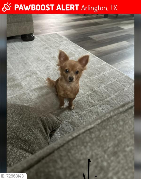 Lost Female Dog last seen Neighborhood, Arlington, TX 76014