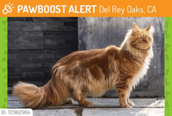 Found/Stray Unknown Cat last seen Rosita and Paloma in Del Rey Oaks, Del Rey Oaks, CA 93940