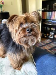 Reunited Female Dog last seen Pawnee and Seneca, Wichita, KS 67213