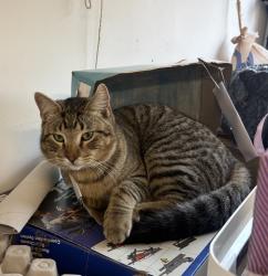 Lost Male Cat last seen Grogans point North High Oaks, Spring, TX 77380