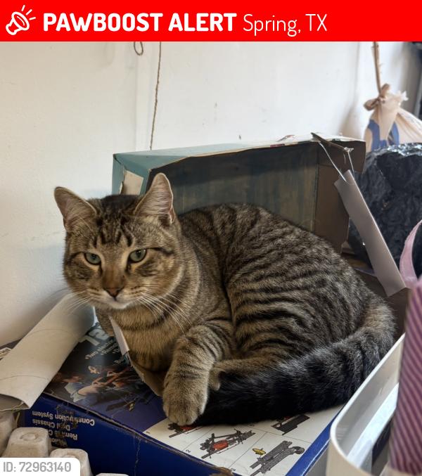Lost Male Cat last seen Grogans point North High Oaks, Spring, TX 77380