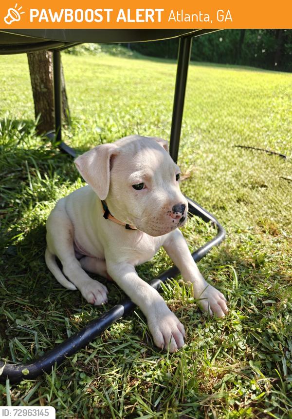 Found/Stray Male Dog last seen Peachtree landing, Atlanta, GA 30310