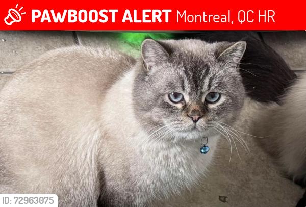 Lost Male Cat last seen Viau street, Montreal, QC H1R