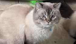 Lost Male Cat last seen Viau street, Montreal, QC H1R