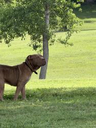 Found/Stray Unknown Dog last seen Fairmount Park, Wichita, 67208, Wichita, KS 67218