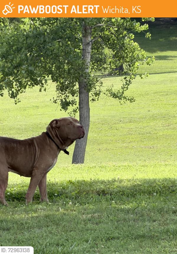 Found/Stray Unknown Dog last seen Fairmount Park, Wichita, 67208, Wichita, KS 67218