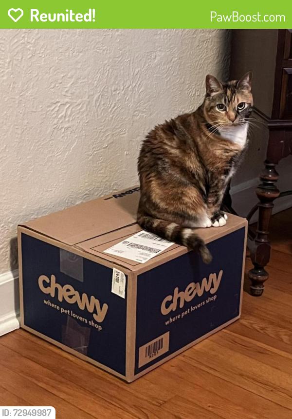 Reunited Female Cat last seen  Ave & Hendricks Ave, Jacksonville, FL 32207