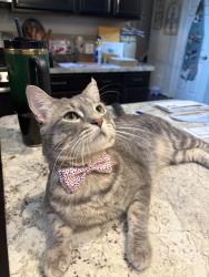 Lost Male Cat last seen Tyler Springs Lane, Atascocita, TX 77346