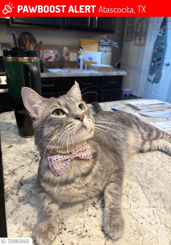 Lost Male Cat last seen Tyler Springs Lane, Atascocita, TX 77346
