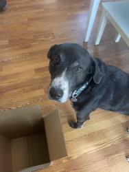 Lost Female Dog last seen Winding Trail Ln and Courtland Drive , Summerville, SC 29486