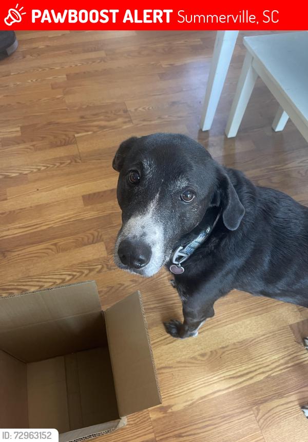 Lost Female Dog last seen Winding Trail Ln and Courtland Drive , Summerville, SC 29486