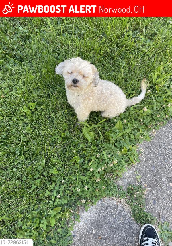 Lost Unknown Dog last seen Maple and Ridgeway 45213, Norwood, OH 45212