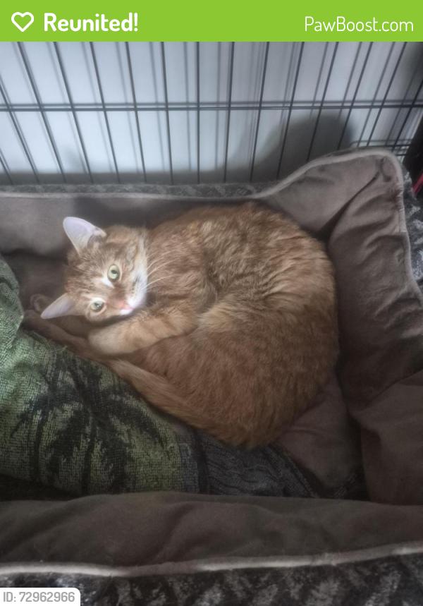 Reunited Male Cat last seen Concession St, Hamilton, ON L8V 1E3