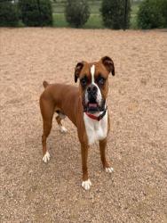Shelter Stray Male Dog last seen 120TH AND LORADO, Brighton, CO 80601