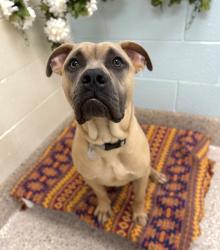 Shelter Stray Male Dog last seen BRIGHTON RD AND 136TH AVE, Brighton, CO 80601