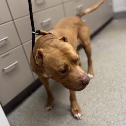 Shelter Stray Male Dog last seen SOUTHSIDE PARK, Huntsville, AL 35805