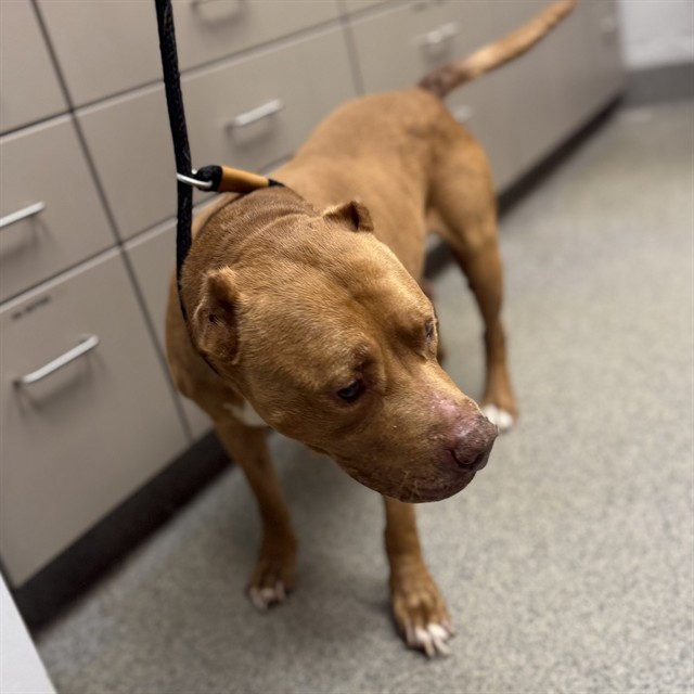 Shelter Stray Male Dog last seen SOUTHSIDE PARK, Huntsville, AL 35805