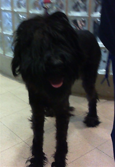 Shelter Stray Female Dog last seen SHADY LANE/SPARKMAN DR, Huntsville, AL 35805
