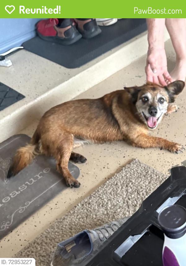 Reunited Female Dog last seen Near W Kingsport St Broken Arrow Ok. , Broken Arrow, OK 74011
