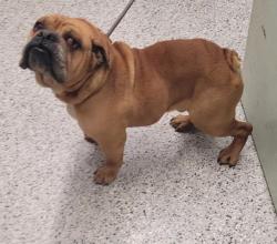Shelter Stray Male Dog last seen Near BLOCK PIEDMONT, DETROIT, MI 48228, Detroit, MI 48211