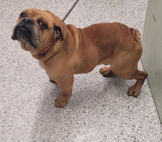 Shelter Stray Male Dog last seen Near BLOCK PIEDMONT, DETROIT, MI 48228, Detroit, MI 48211