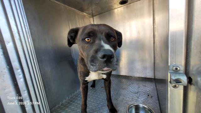 Shelter Stray Female Dog last seen Near BLOCK YACAMA RD, DETROIT, MI48203, Detroit, MI 48211
