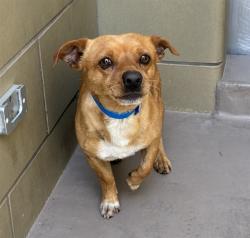 Shelter Stray Male Dog last seen LA SIERRA AVE / ARLINGTON AVE, RIVERSIDE, CA 92505, Jurupa Valley, CA 92509