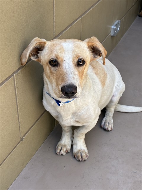 Shelter Stray Male Dog last seen LA SIERRA AVE / ARLINGTON AVE, RIVERSIDE, CA 92505, Jurupa Valley, CA 92509
