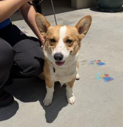 Shelter Stray Male Dog last seen CENTRAL AVE / VICTORIA AVE, Jurupa Valley, CA 92509