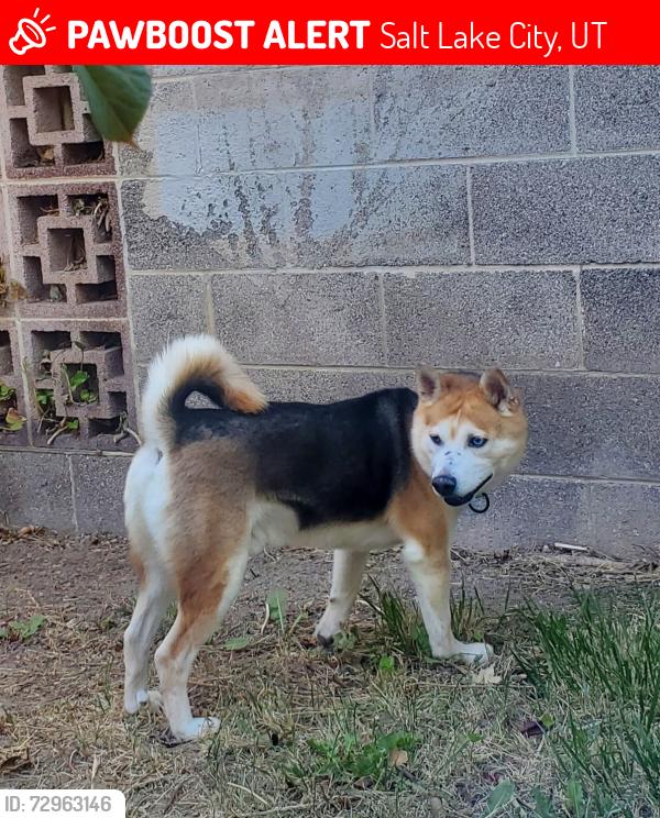 Lost Male Dog last seen Near s 900 w , Salt Lake City, UT 84106