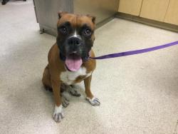 Shelter Stray Male Dog last seen Near BLOCK HUMBER DR, JURUPA VALLEY CA, Jurupa Valley, CA 92509
