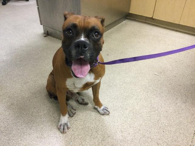 Shelter Stray Male Dog last seen Near BLOCK HUMBER DR, JURUPA VALLEY CA, Jurupa Valley, CA 92509