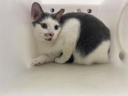 Shelter Stray Female Cat last seen Near BLOCK W CARPENTER AVE, Milwaukee, WI 53215