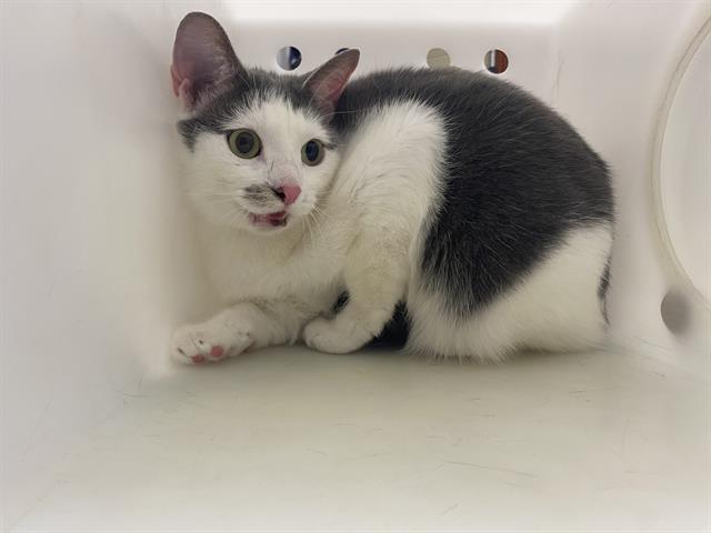 Shelter Stray Female Cat last seen Near BLOCK W CARPENTER AVE, Milwaukee, WI 53215