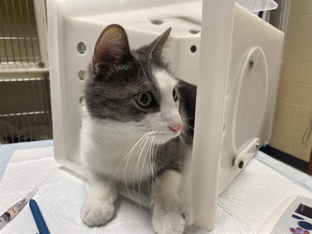 Shelter Stray Male Cat last seen N MARYLAND AVE, Milwaukee, WI 53215
