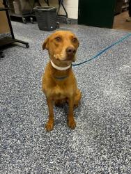 Shelter Stray Female Dog last seen Near BLOCK DESERT VIEW CT, LA QUINTA CA 92253, Thousand Palms, CA 92276
