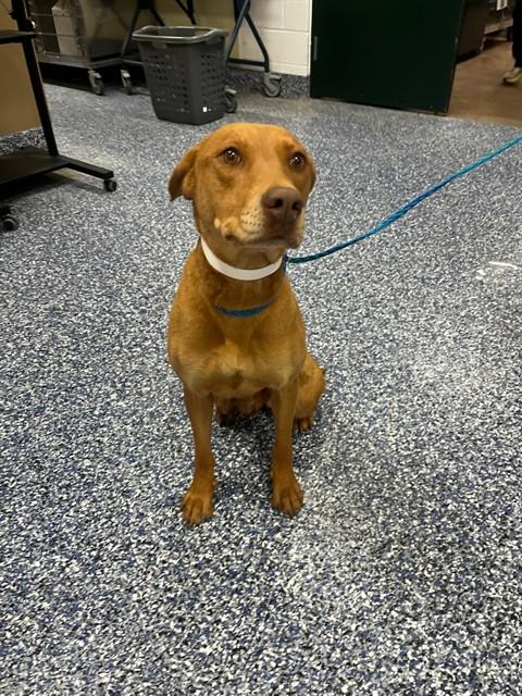 Shelter Stray Female Dog last seen Near BLOCK DESERT VIEW CT, LA QUINTA CA 92253, Thousand Palms, CA 92276