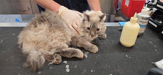 Shelter Stray Male Cat last seen Near BLOCK MONROE ST, LA QUINTA, CA, Thousand Palms, CA 92276