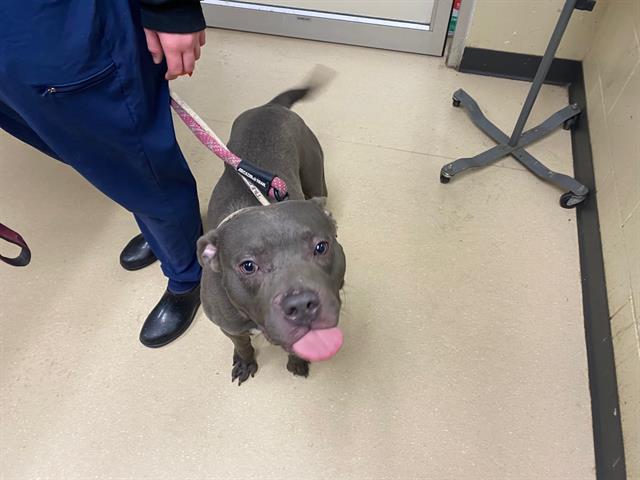 Shelter Stray Male Dog last seen Near BLOCK N 27TH ST, Milwaukee, WI 53215
