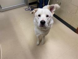 Shelter Stray Male Dog last seen WASHINGTON PARK, Milwaukee, WI 53215