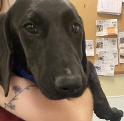 Shelter Stray Male Dog last seen Near BLOCK S SAN JACINTO AVE, SAN JACINTO CA 92583, San Jacinto, CA 92582