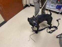 Shelter Stray Female Dog last seen Near BLOCK N 27TH ST, Milwaukee, WI 53215
