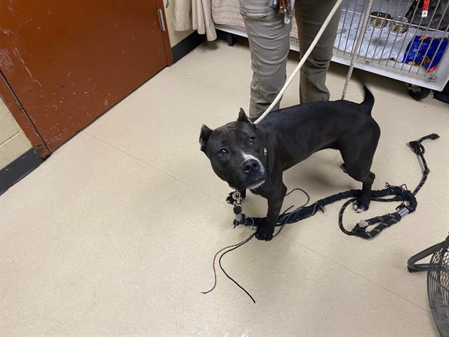 Shelter Stray Female Dog last seen Near BLOCK N 27TH ST, Milwaukee, WI 53215