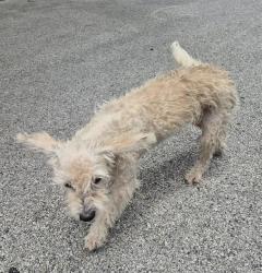 Shelter Stray Male Dog last seen PIPERS CREST, San Antonio, TX 78227
